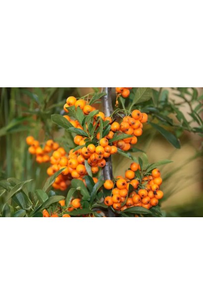 Обліпиха ‘Медова’ кущ із ягодами